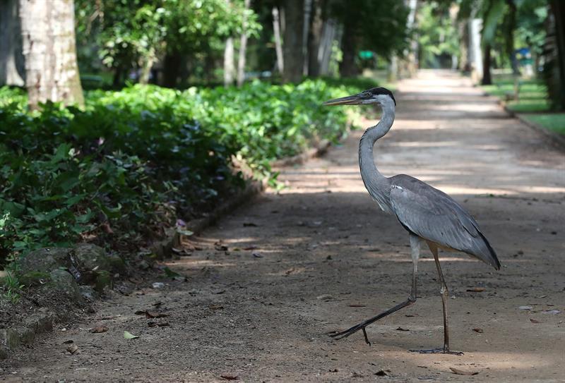 Un ejemplar de garza ceniza camina por el Jardín Botánico de Río de Janeiro (Brasil).