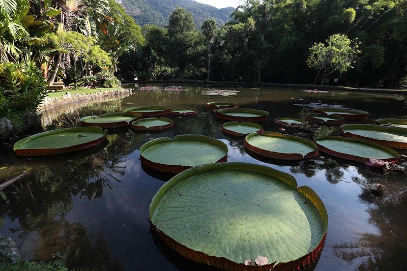 Detalle este miércoles de nenúfares Victoria amazónica, también llamado Victoria regia, en la laguna del mismo nombre en el Jardín Botánico de Río de Janeiro (Brasil).