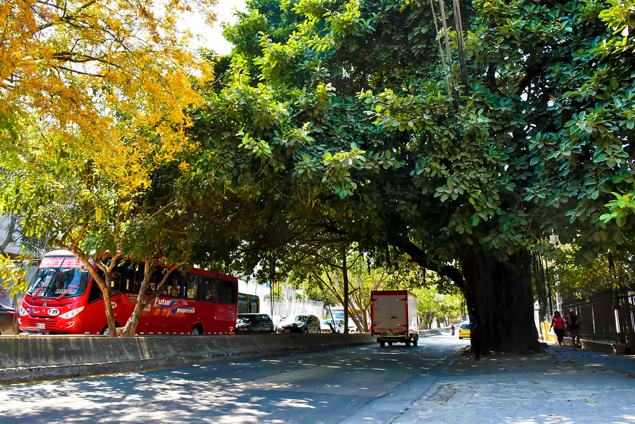 Las calles del barrio El Prado y un tradicional árbol de caucho.