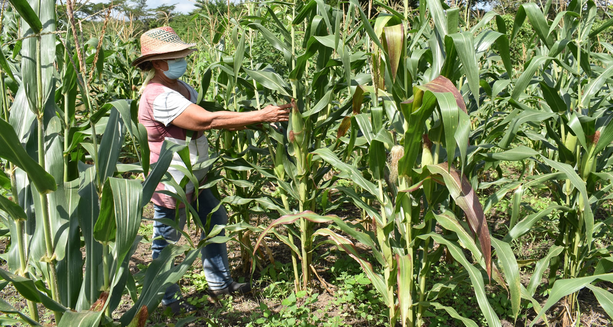 Yamile Pérez revisa su cultivo en la vereda El Rodeo. La germinación fue muy buena, dice, con hasta dos mazorcas por caña.