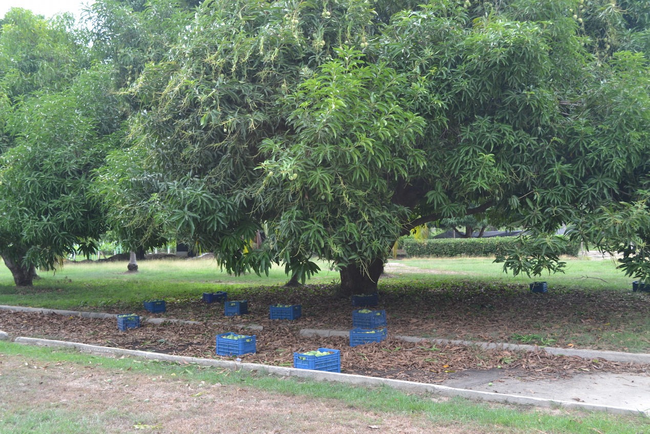 Cultivo de mango.