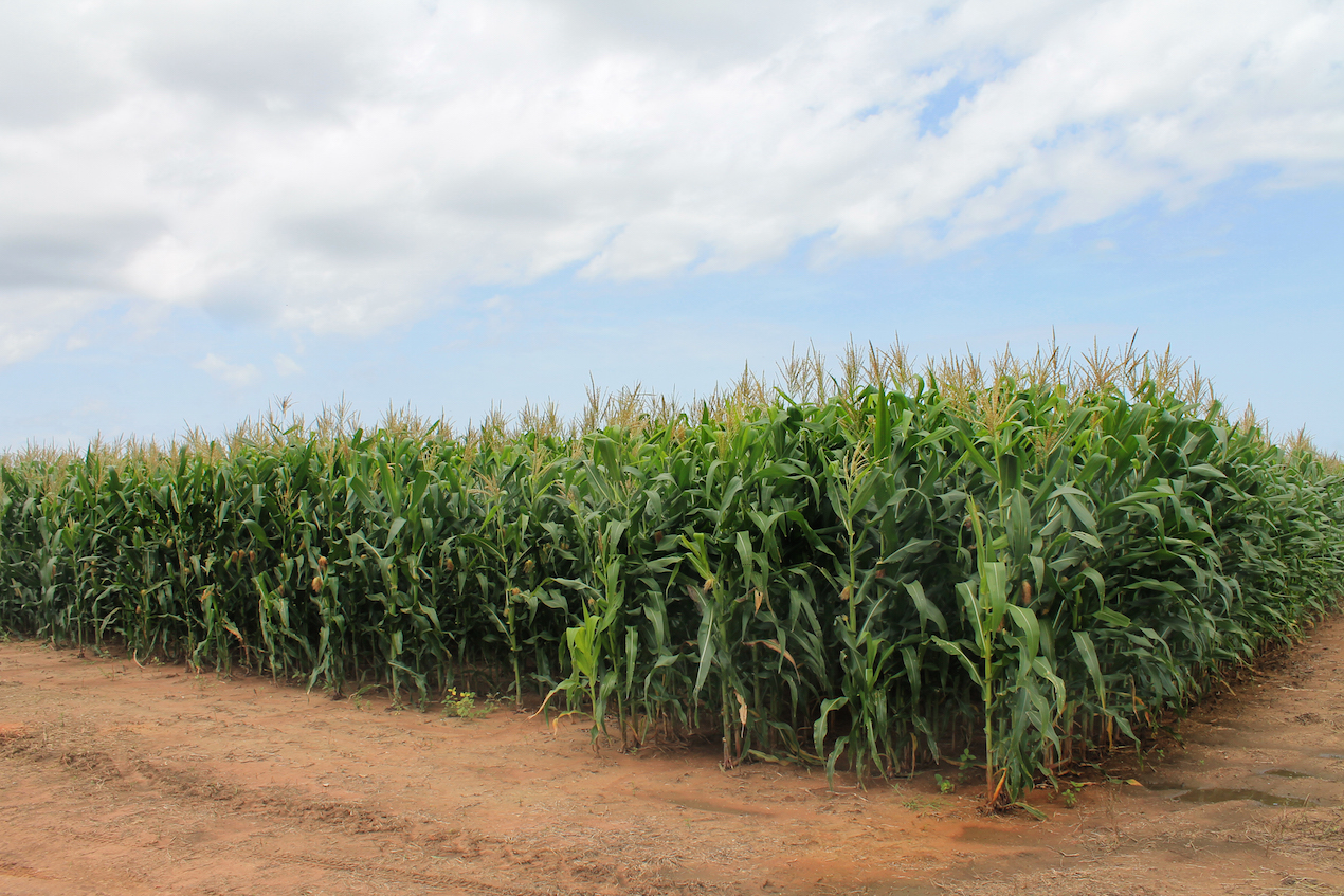 Producto de cultivo de maíz en el Centro de investigación Caribia para productores ganaderos.