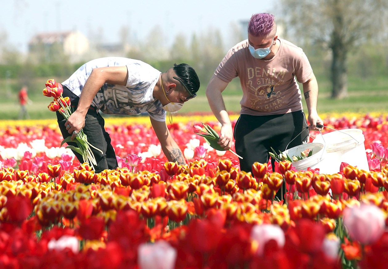 Trabajadores con máscaras faciales laboran en un campo cultivado con tulipanes, en Arese, cerca de Milán, norte de Italia.