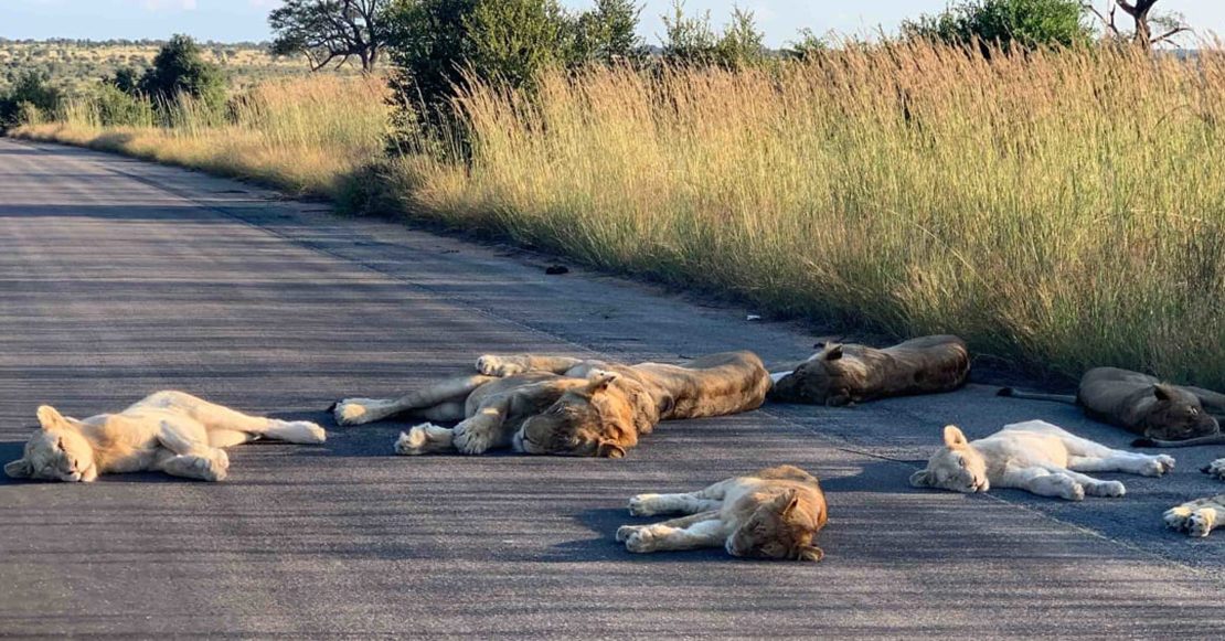 Leones en una carretera de Sudáfrica.