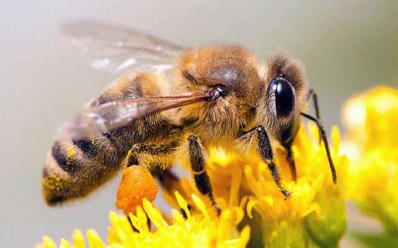 Característica de la abeja melífera.