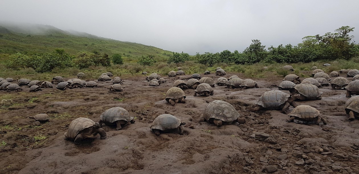 Las tortugas, de la especie Chelonoidis vandenburghi, fueron marcadas entre el 17 y el 24 de enero en el volcán Alcedo, al norte de la mencionada isla.