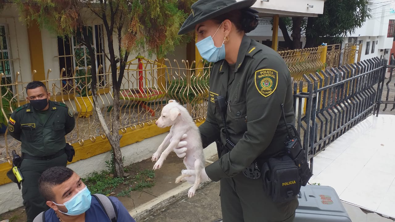 Rescate de perros en Cartagena