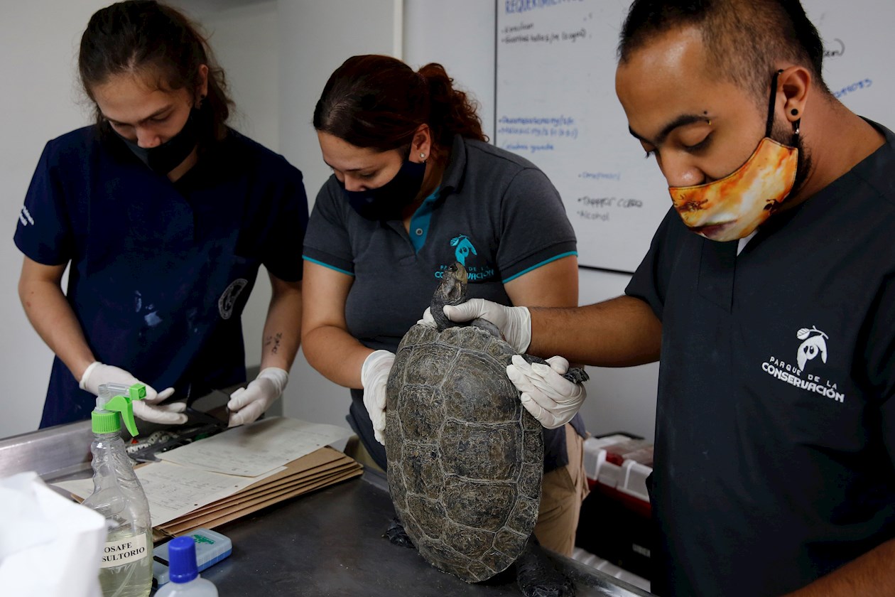 Médicos veterinarios realizan una valoración médica y biológica a una tortuga brasilera (Podocnemis unifilis) en el Parque de la Conservación.