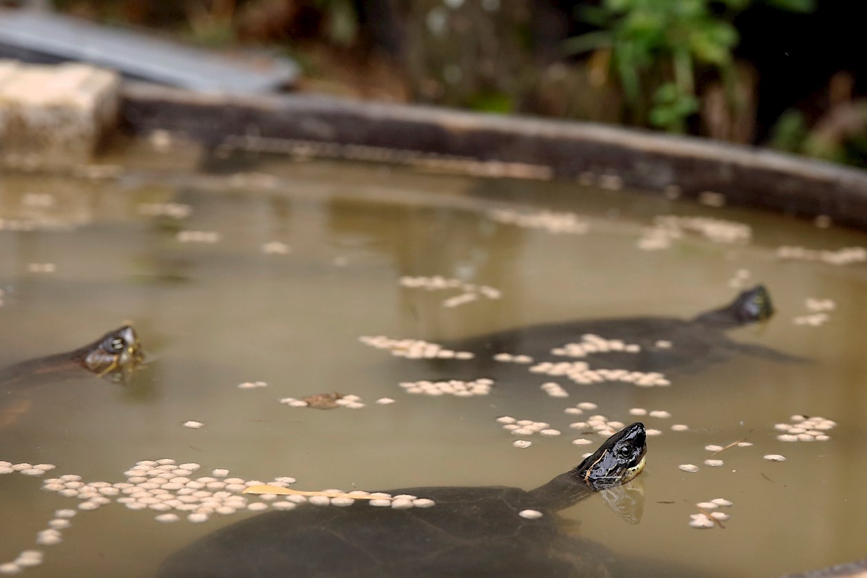 Varias tortugas nadan en un tanque en el Parque de la Conservación, en Medellín.
