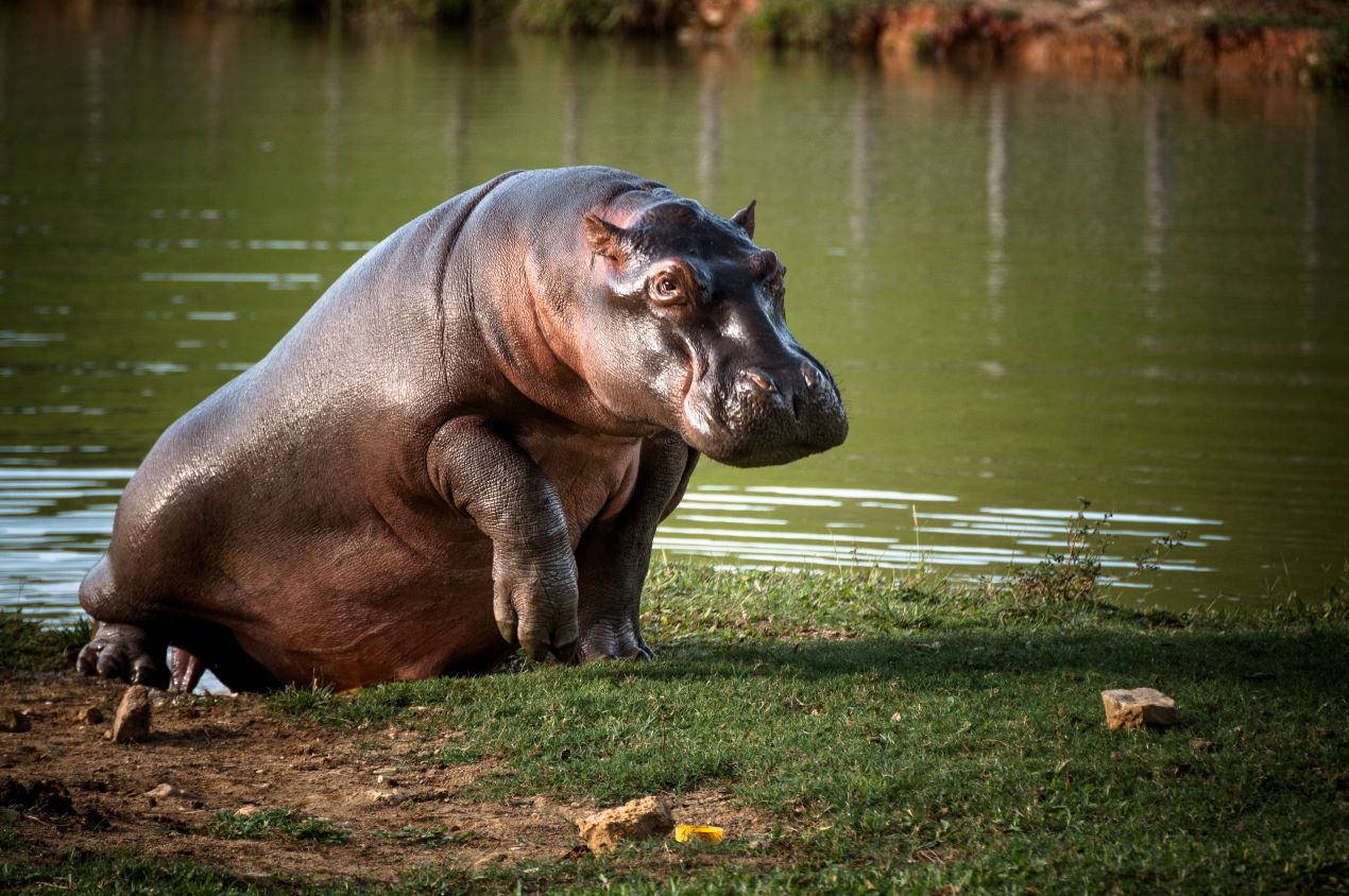 El hipopótamo es una especie longeva, vive alrededor de 40 años en estado silvestre y hasta 50 años en cautividad.