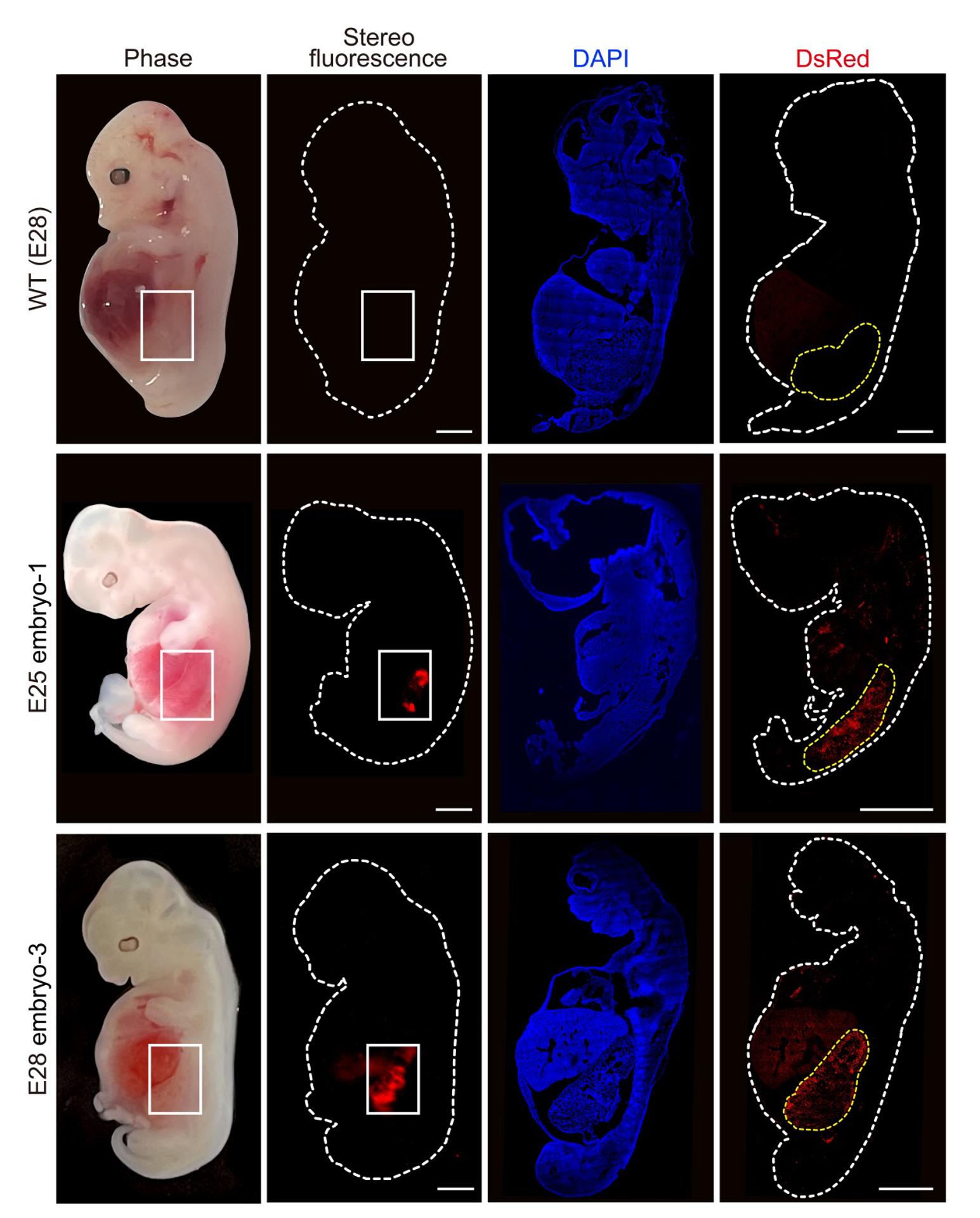 Embriones de cerdo con riñones que contienen contenían un 50 o 60 % de células humanas