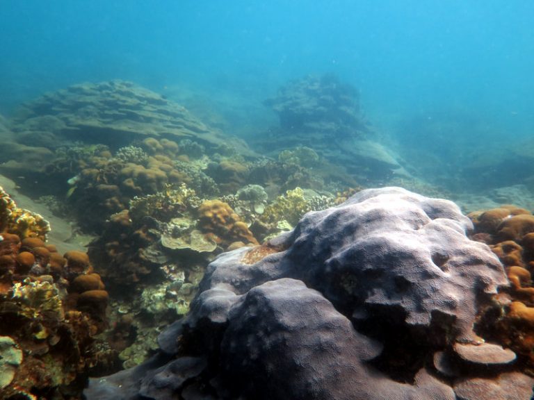 Arrecife de Varadero, riqueza natural de Colombia que se encuentra en peligro.