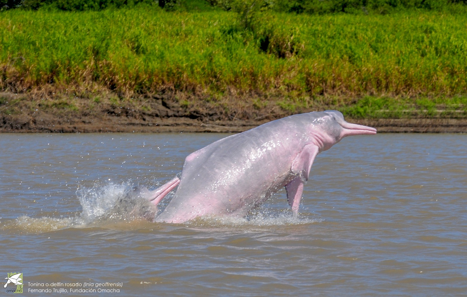 Un delfín se traslada por las aguas de un rio.