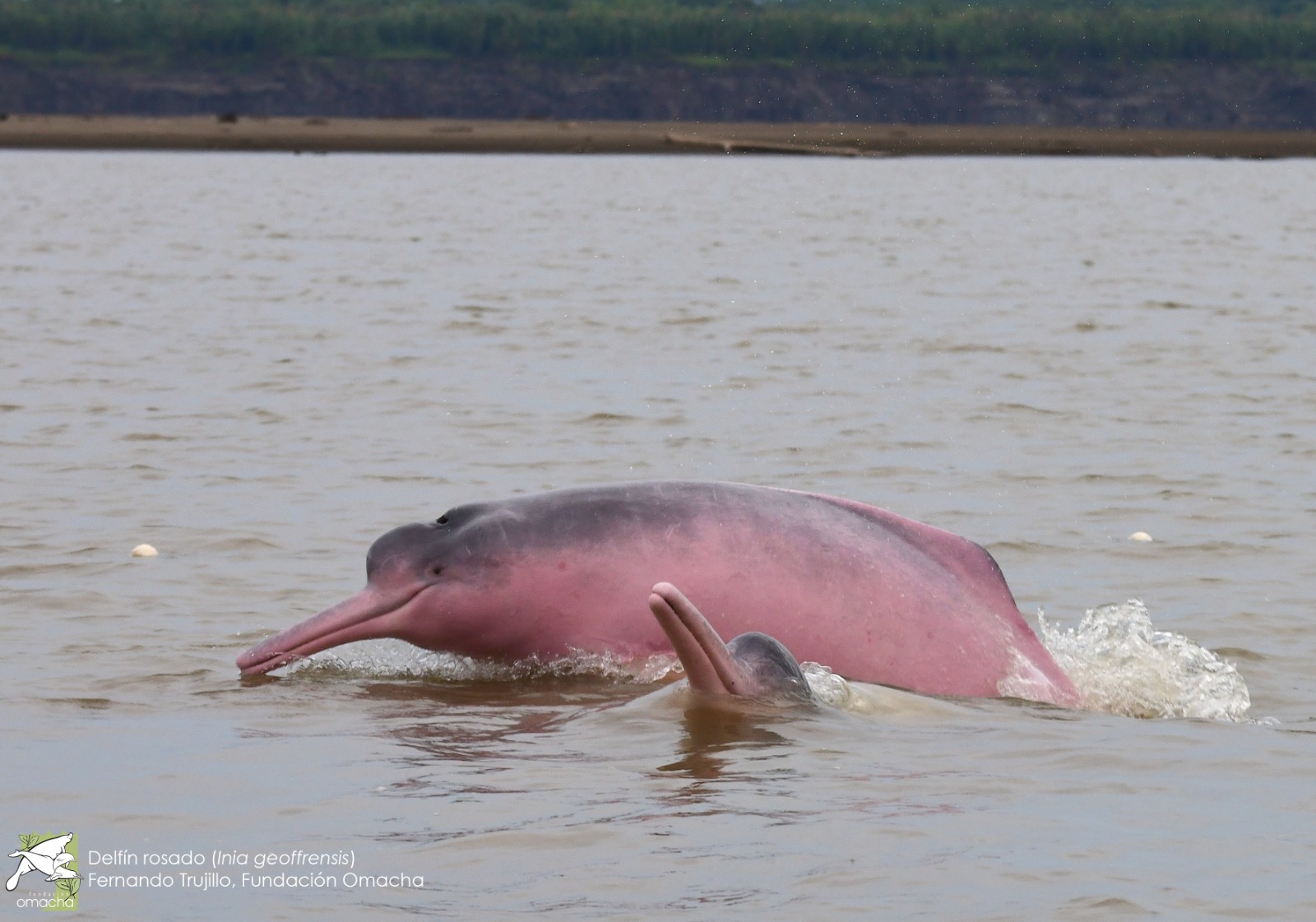 hace unos días más de 150 delfines aparecieron muertos en Brasil.