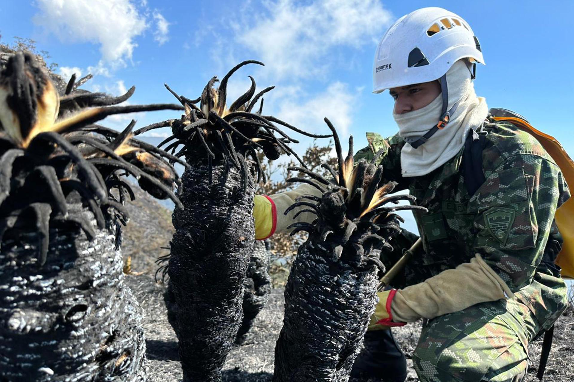 Un soldado revisa frailejones afectados por un incendio forestal cerca al páramo de Berlín.