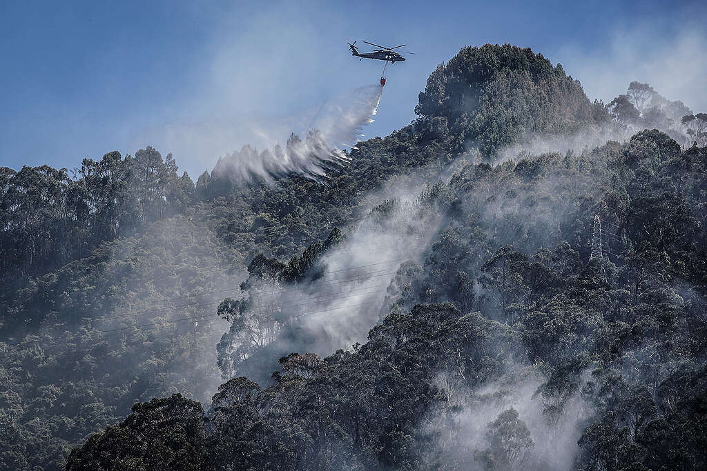 Según Greenpeace, Colombia perdió 17.000 hectáreas por incendios