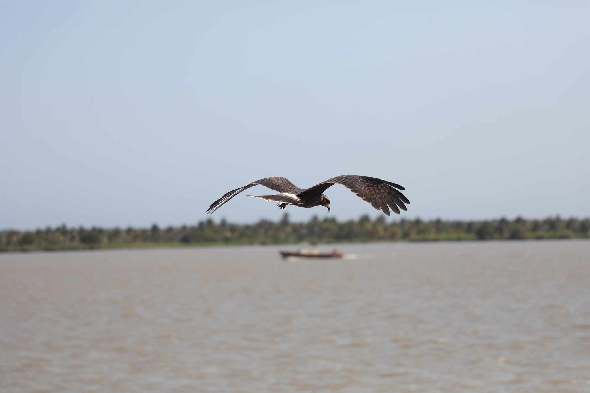 Barranquilla es un tesoro natural para las aves de América Latina.