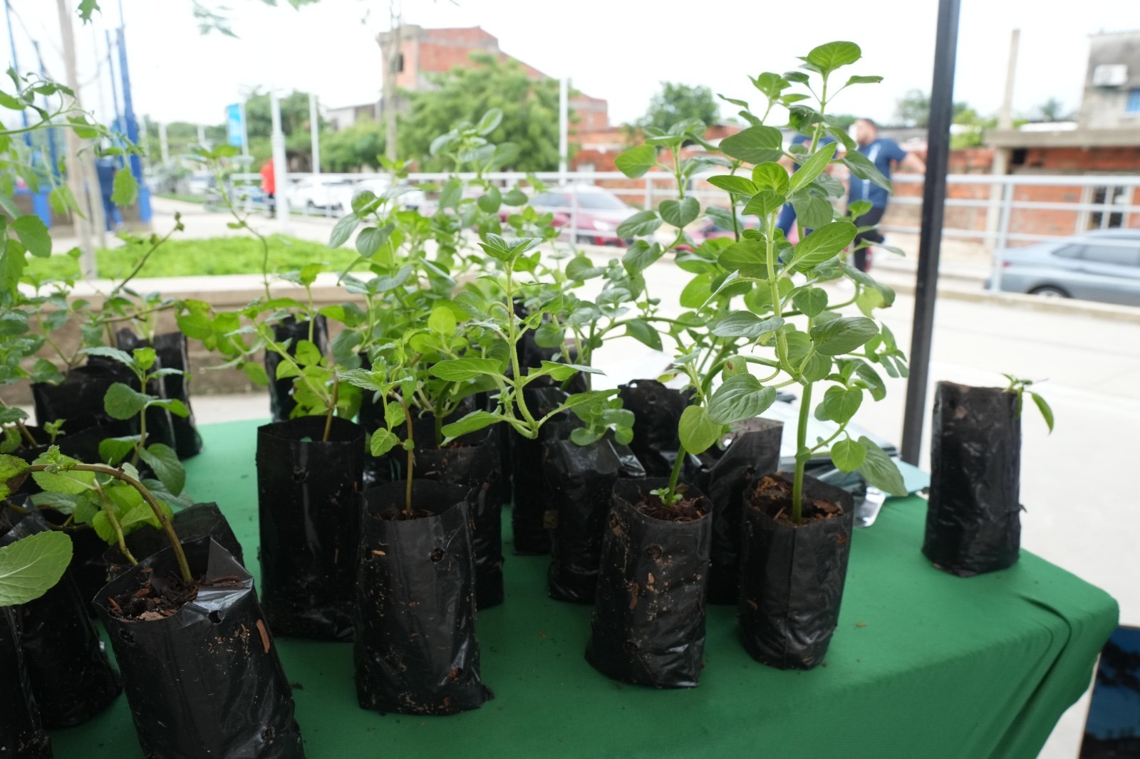 Plantas para el huerto. 