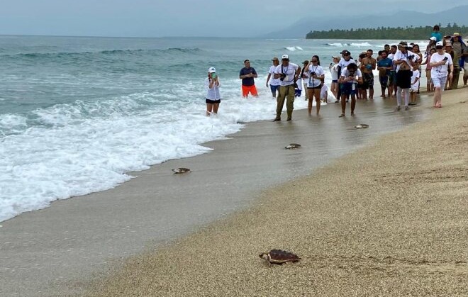 Tortugas liberadas en Casagrande.