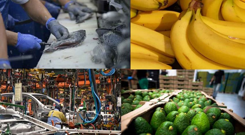 Tilapia, banano y aguacate hass, entre los alimentos que más se despacharon a mercados externos
