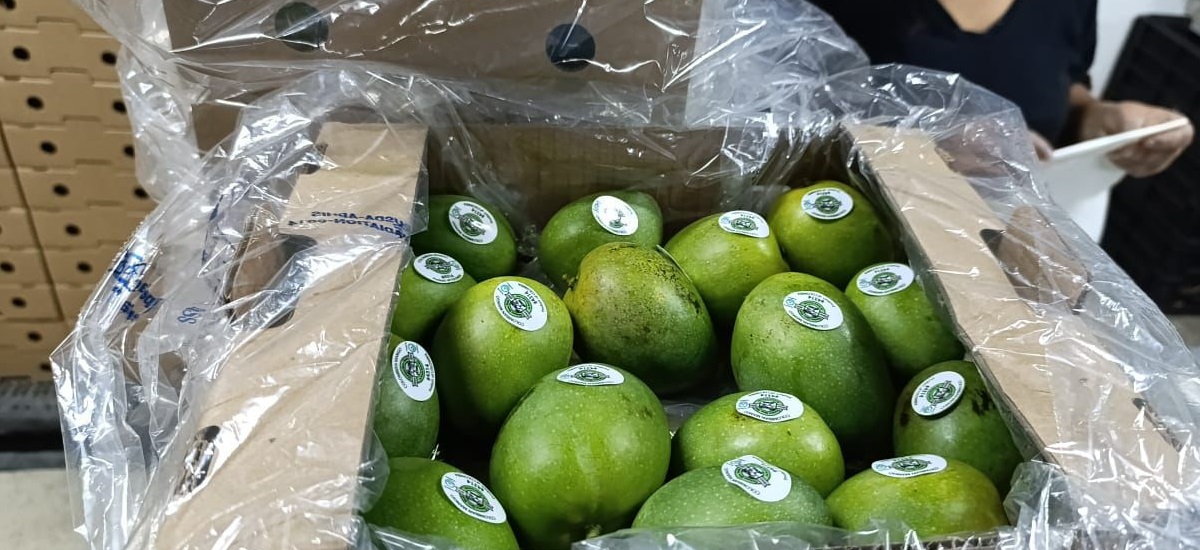 La empresa Tropi Fresh fue la encargada del primer envío de mango de azúcar 