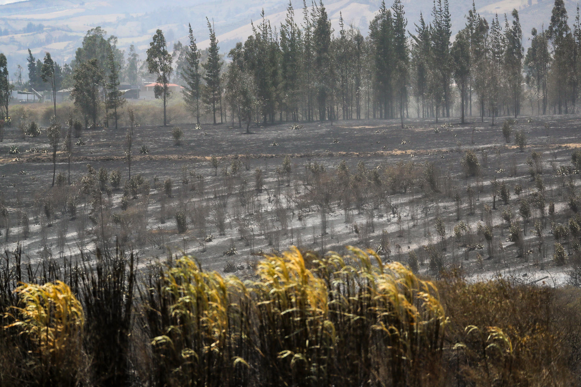 Zona afectada por el incendio.