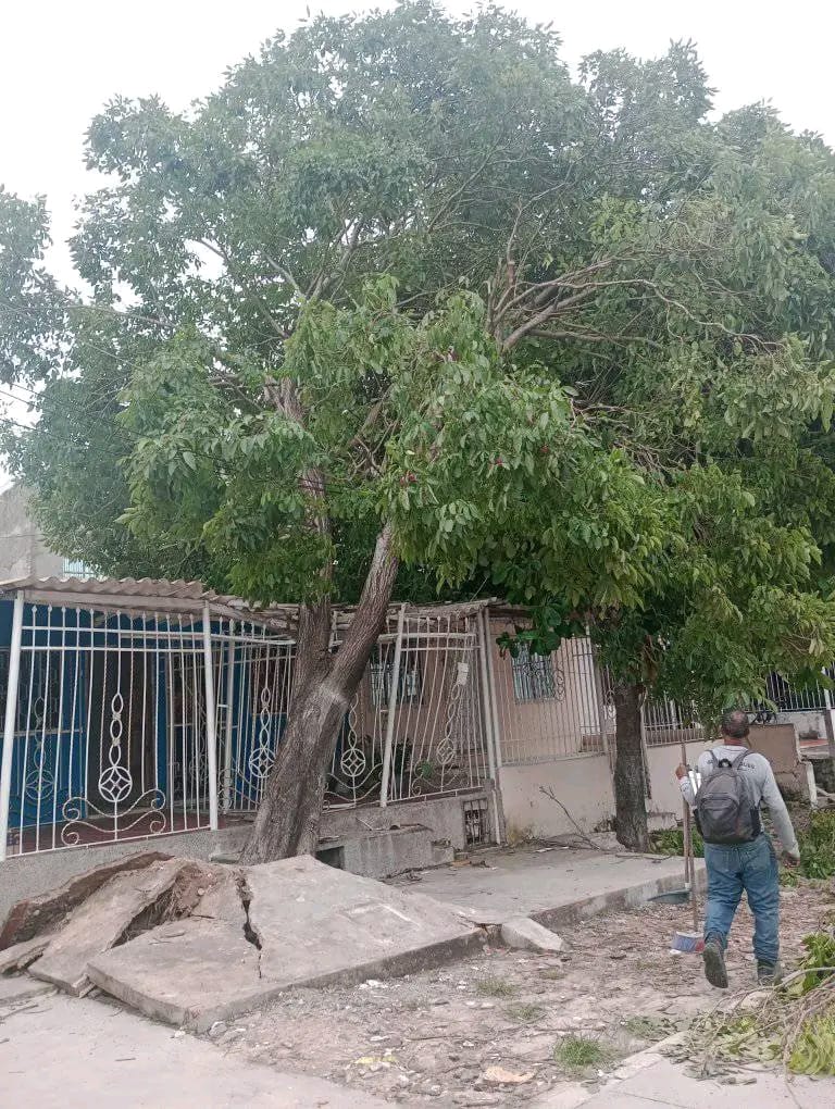 Árbol caído sobre vivienda en el barrio Villa San Carlos, en Barranquilla. 