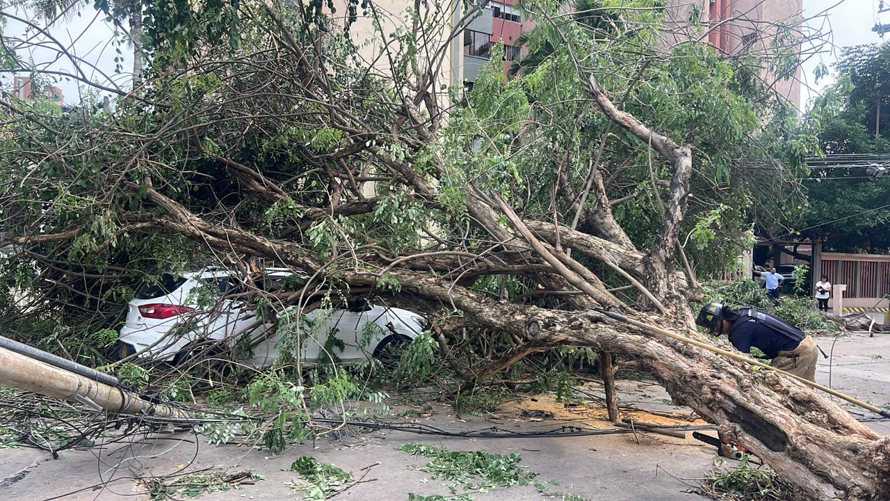 Árboles caídos sobre la calle 79 con carrera 52. 