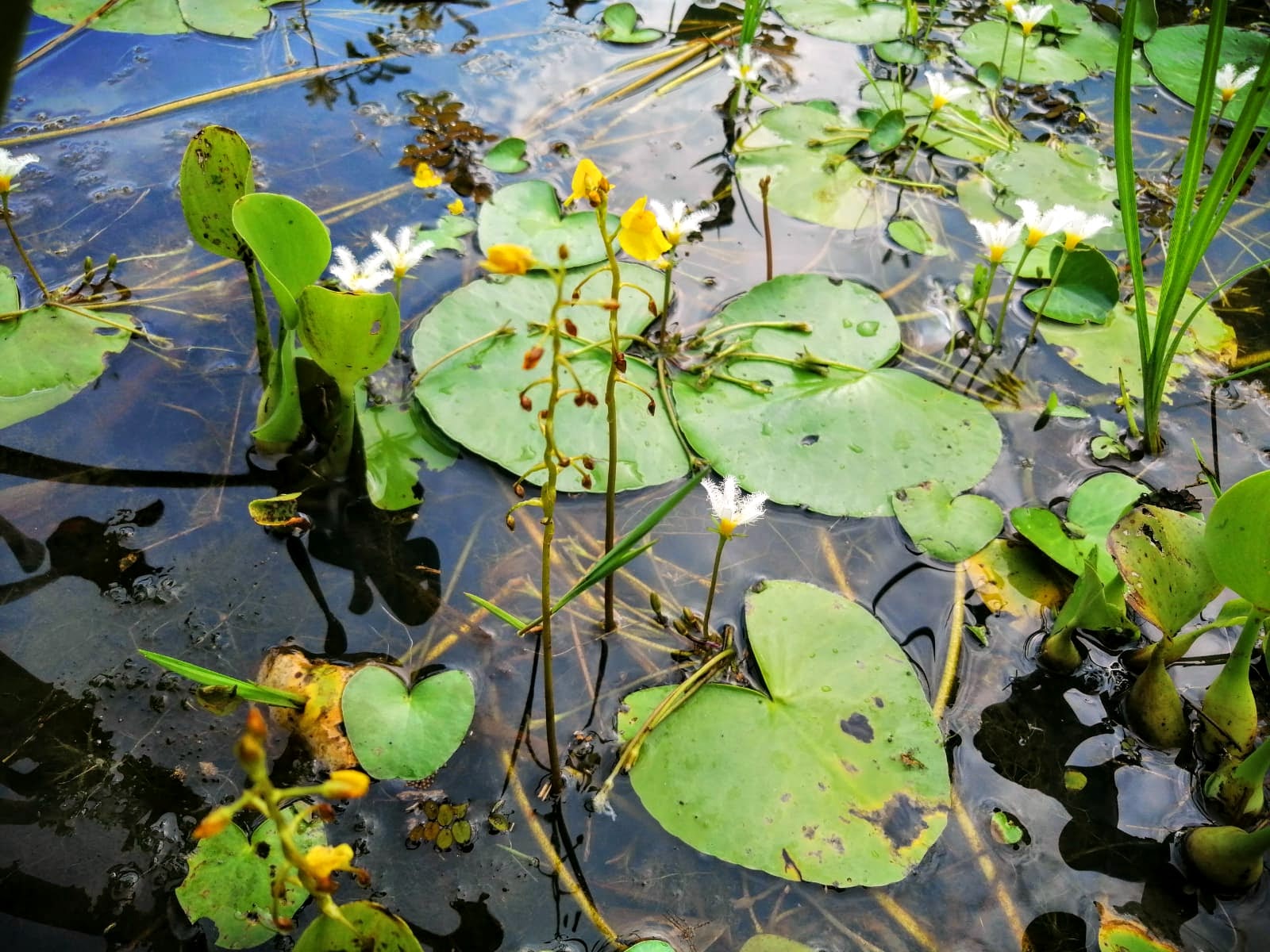 Ejemplares de una Utricularia en el departamento del Santander.