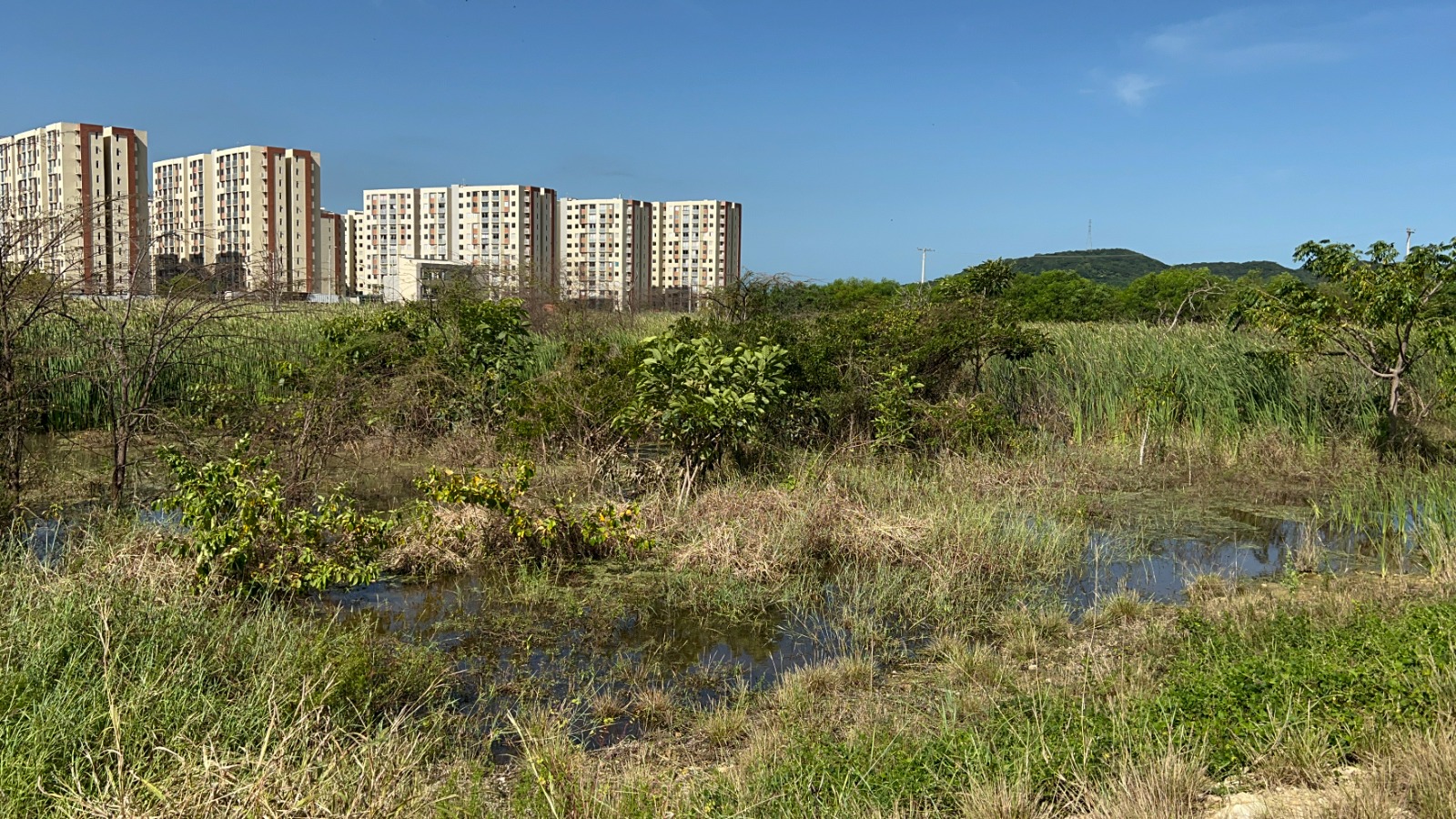 Humedal en el barrio Alameda del Río.