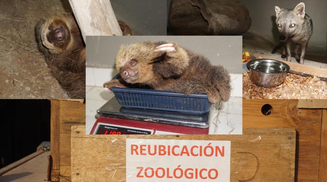 El Zoológico de Barranquilla recibió 6 animales rescatados.