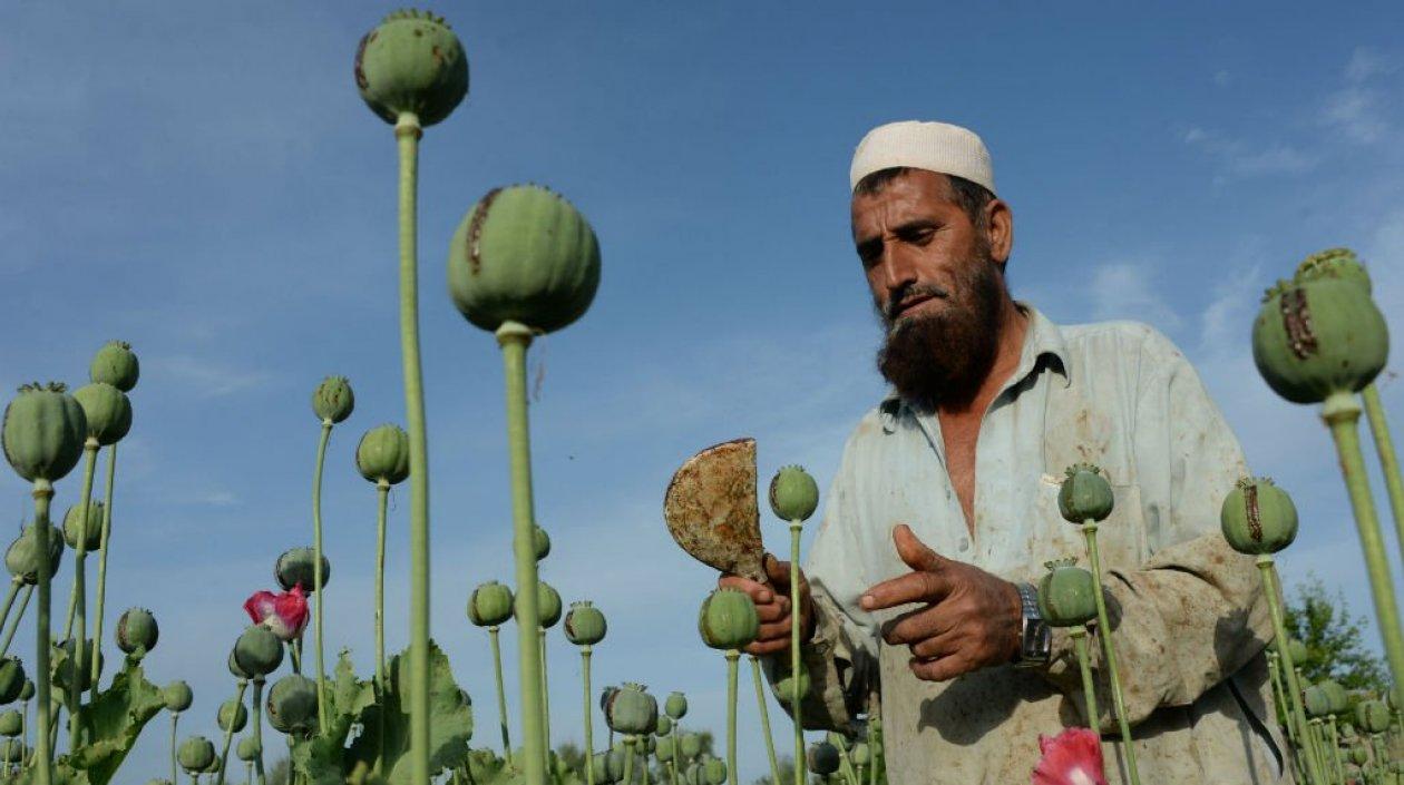 La producción de opio en Afganistán creció un 87 % durante 2017.