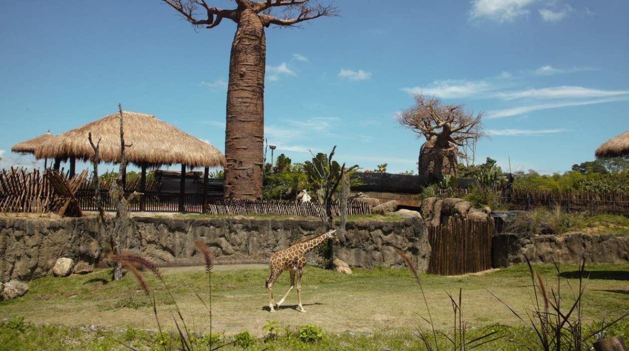Las jirafas se adaptan al parque pereirano.