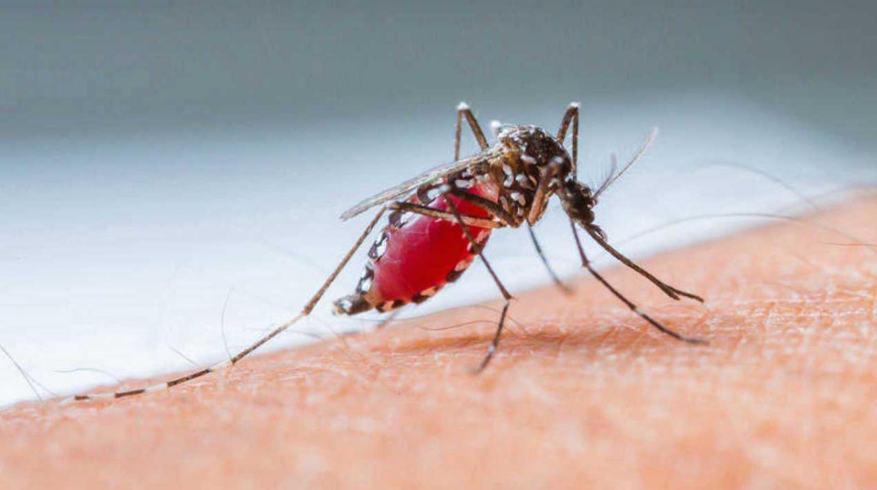 El dengue podría ser detectado desde el primer día de contagio.