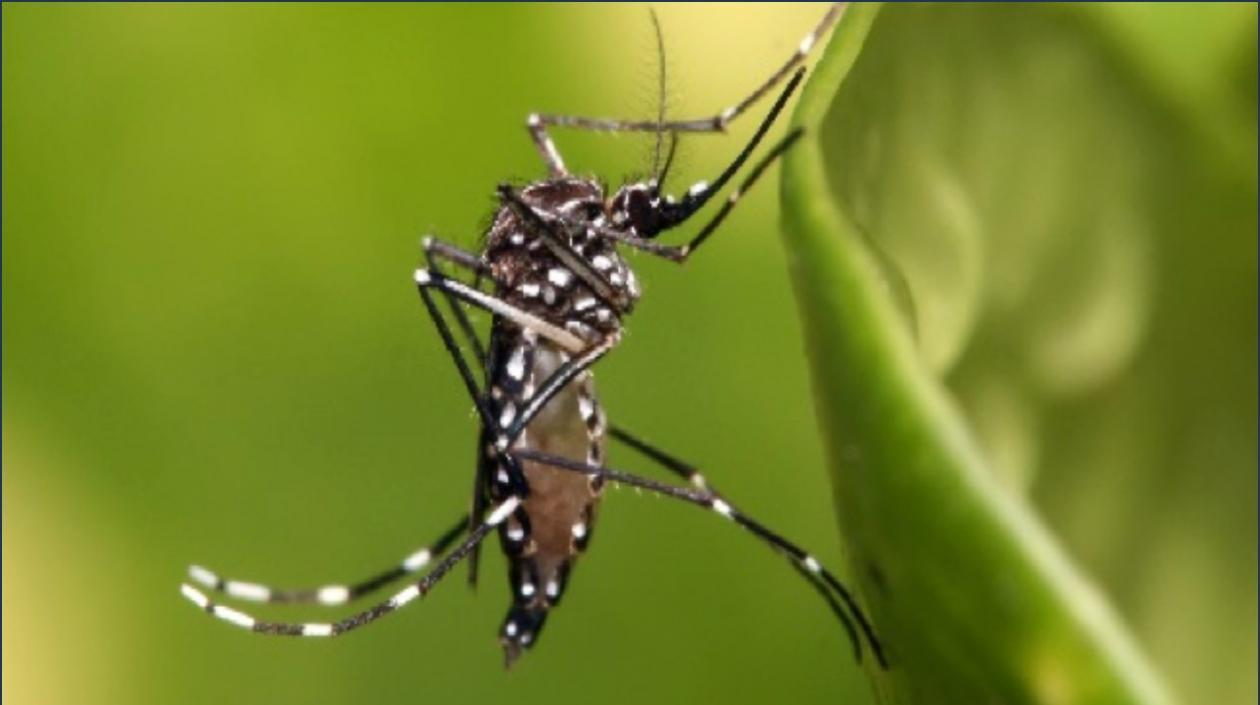 Vigilancia al dengue piden las autoridades nacionales de salud en Colombia.