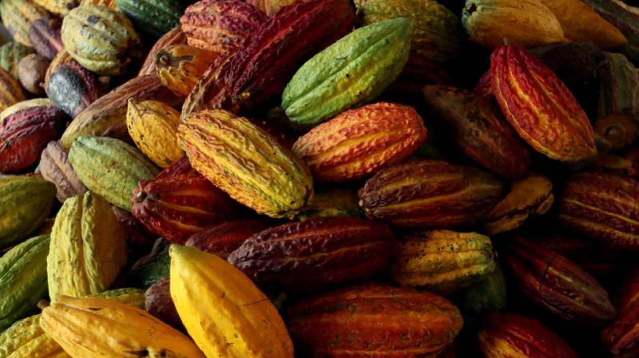 Frutos de cacao colombiano.