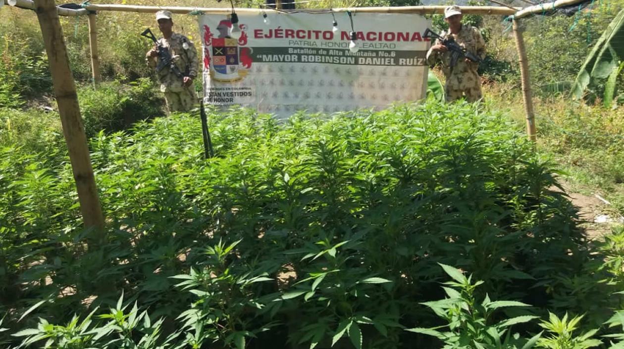 Este es el cultivo de marihuana de 'Los Pachenca' encontrado por la Fuerza Aérea.