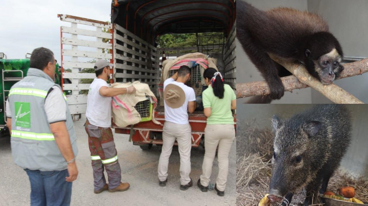 Dos monos y un zaíno llegaron al Zoológico de Barranquilla.