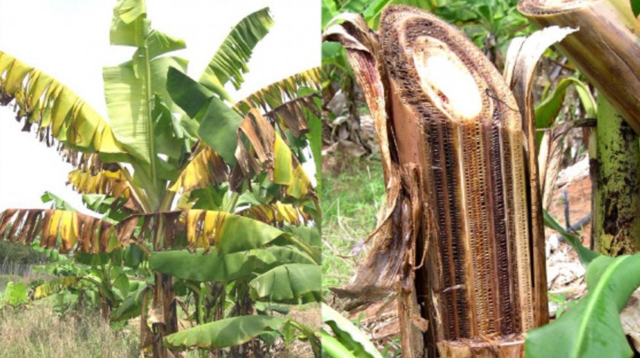 El hongo afectaría a todos los productores de banano y plátano.
