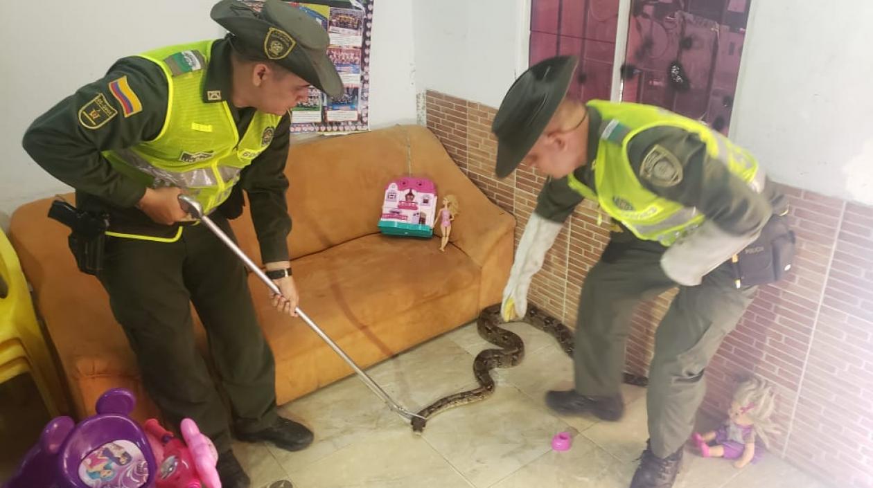 Policías  rescatan boa constrictor en una casa en Sabanagrande.