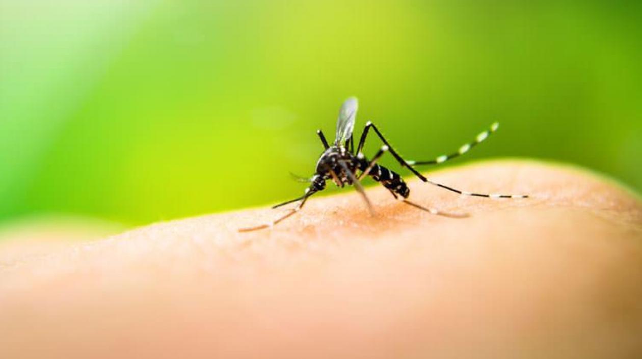 La transmisión del dengue ha aumentado considerablemente en zonas urbanas.