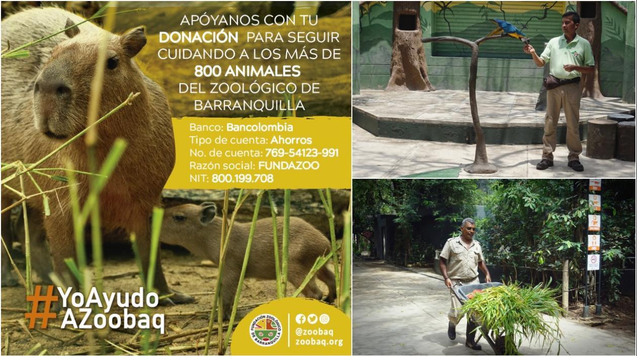 Zoológico habilitó una cuenta en BanColombia para recibir donaciones.