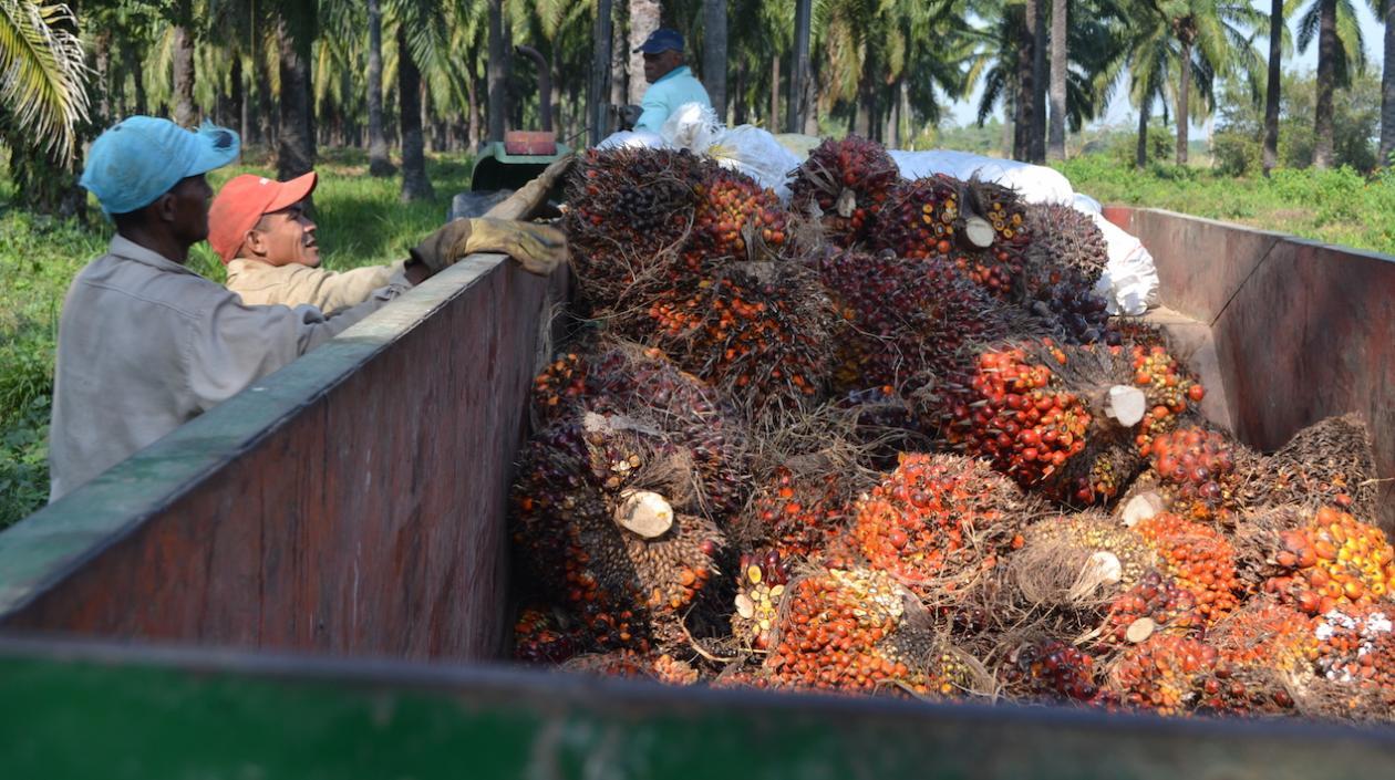 Producción de palma de aceite en C. I. Caribia en Zona Bananera.