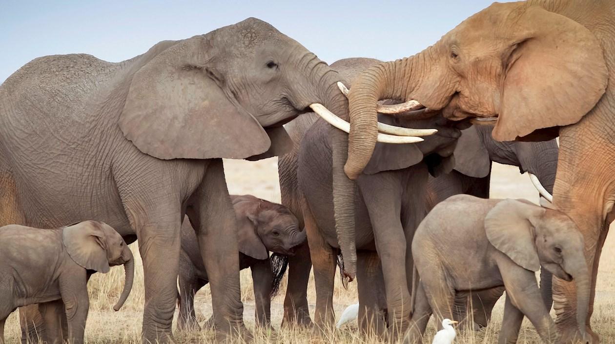 Los 12 elefantes no tenían signos de violencia.