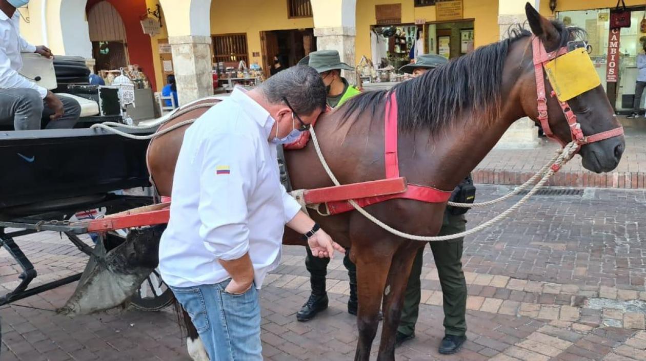 Grupo Gelma revisó 40 caballos en Cartagena.