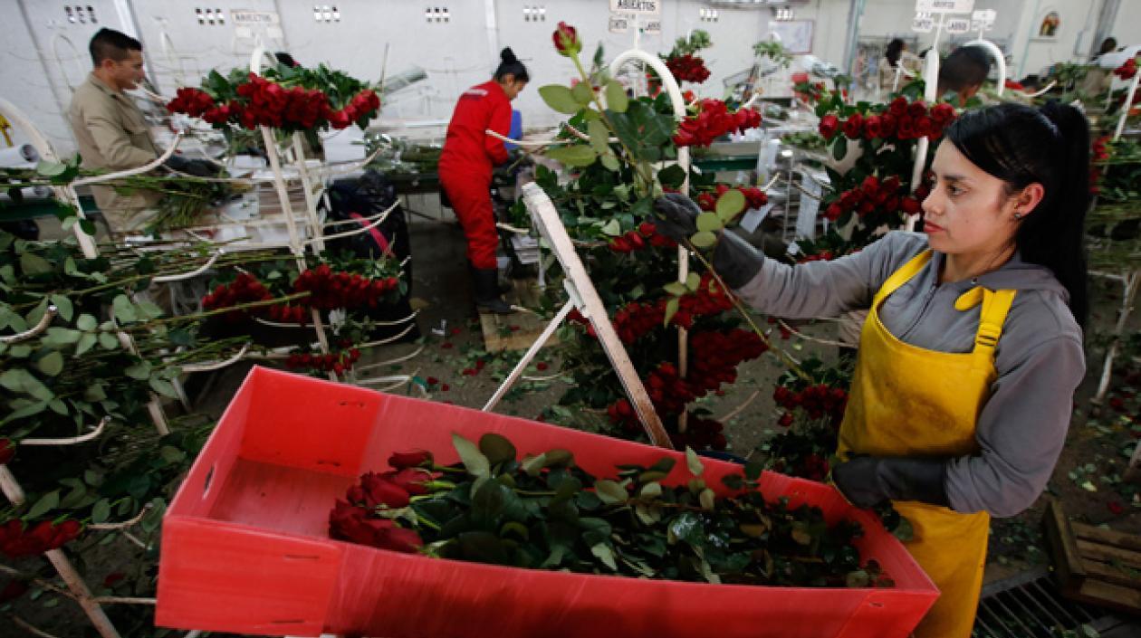 Las rosas colombianas vuelven a ser protagonistas del día de San Valentín.