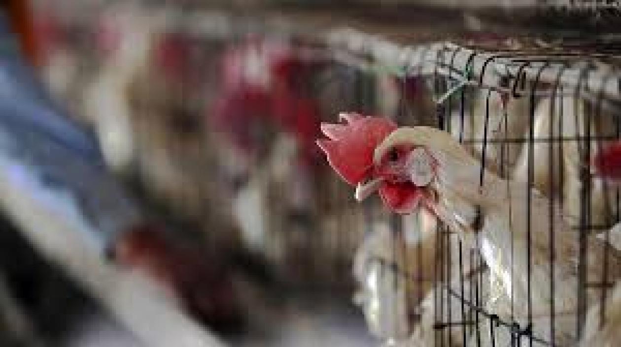 La granja, sin embargo, detuvo toda producción y distribución una vez detectados los casos de gripe aviar.