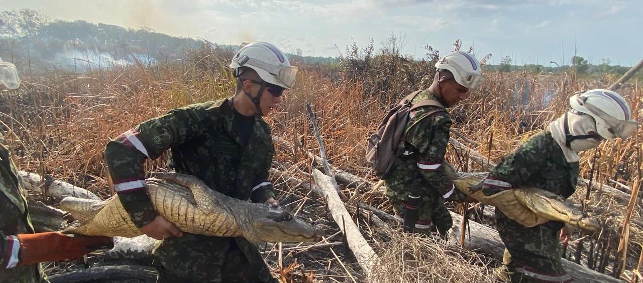 Momentos en que el Ejército rescata a los caimanes. 