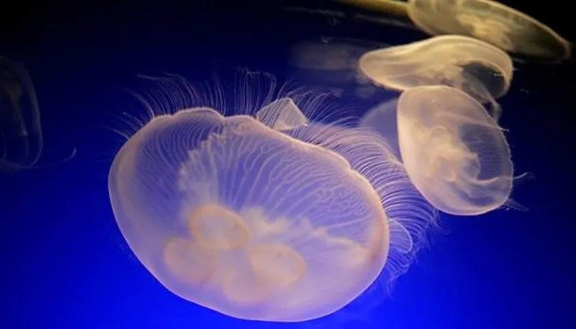 Se trata de la medusa Irukandji.