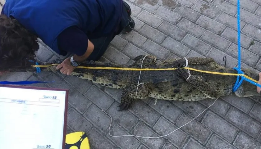 EL cocodrilo americano de 2 metros fue hallado en las playas del sector Tom Hooker.